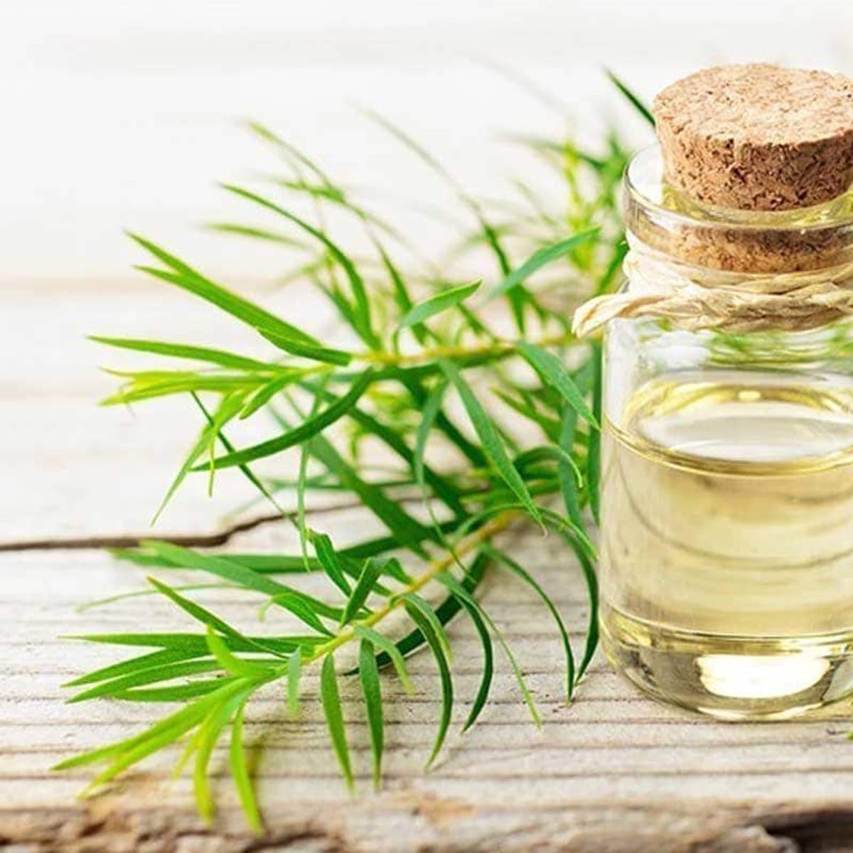 Pure Tea Tree Olie: Een Gezond Cadeau